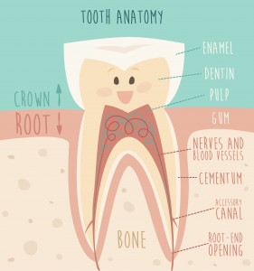 Healthy tooth